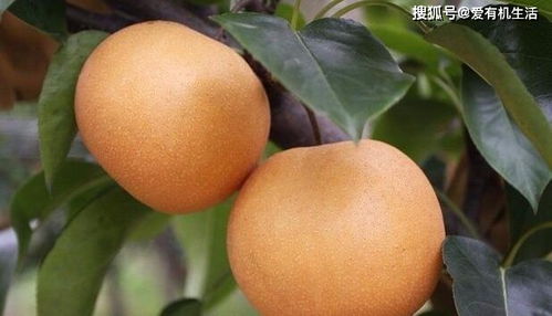 秋季养生重在养肺,盘点秋季吃梨8大好处