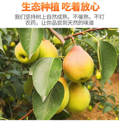陕西红香酥梨5斤梨子水果非新疆库尔勒香梨当季新鲜现摘批发