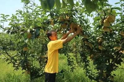 【头条】德安梨乡磨溪贫困户种植的梨子成熟了,让我们一起为他们代言!