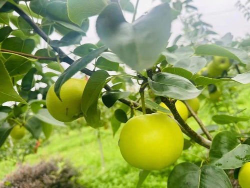 桃子获丰收,梨子 鲜 上市 嘉定这里等你来采摘