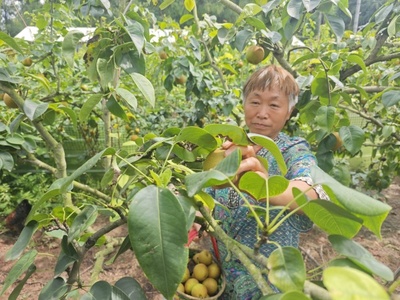 大英县蓬莱镇盛水村:又是一年甜蜜时,梨子丰收香满园