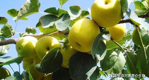 梨抗病增产增收用什么肥料 梨种植什么时间施肥好 梨膨大施肥怎么施