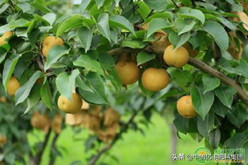 种植梨树,如何才能提高梨子品质