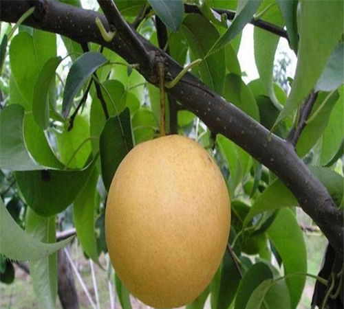【梨树苗合作社、红茄梨树苗种植管理技术】- 