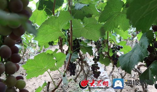 我是幸福生活的见证者⑥ 一年三季赏花 四季有果 梁才张王庄村村子美 产业旺 村民乐