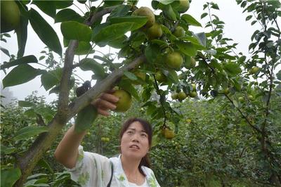 大山深处10万斤关胜“致富梨”成熟待摘!