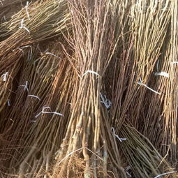 新闻 江苏绿宝石梨苗 种植基地