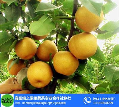 深圳梨子-种植梨子-绿之堂(优质商家)
