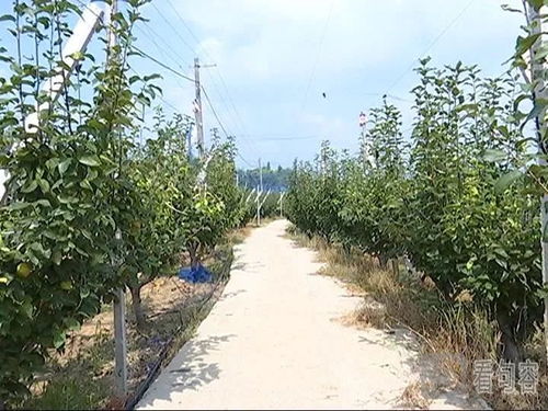 句容后白农户种梨有诀窍 一个能卖十元,年收入达百万