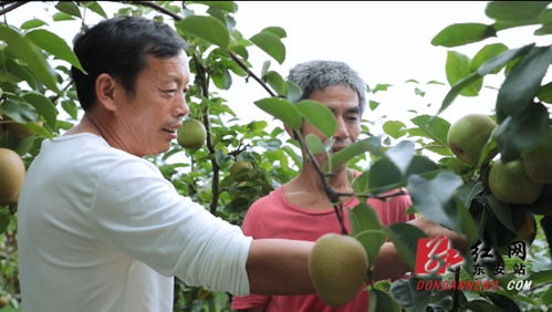 东安 蜜梨丰收上市 客商驻园收购