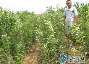 莱州车轴梨全国闻名 有望成梨老大